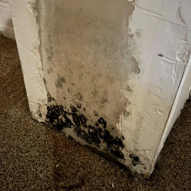 Professional Mold Removal in Millard County, UT